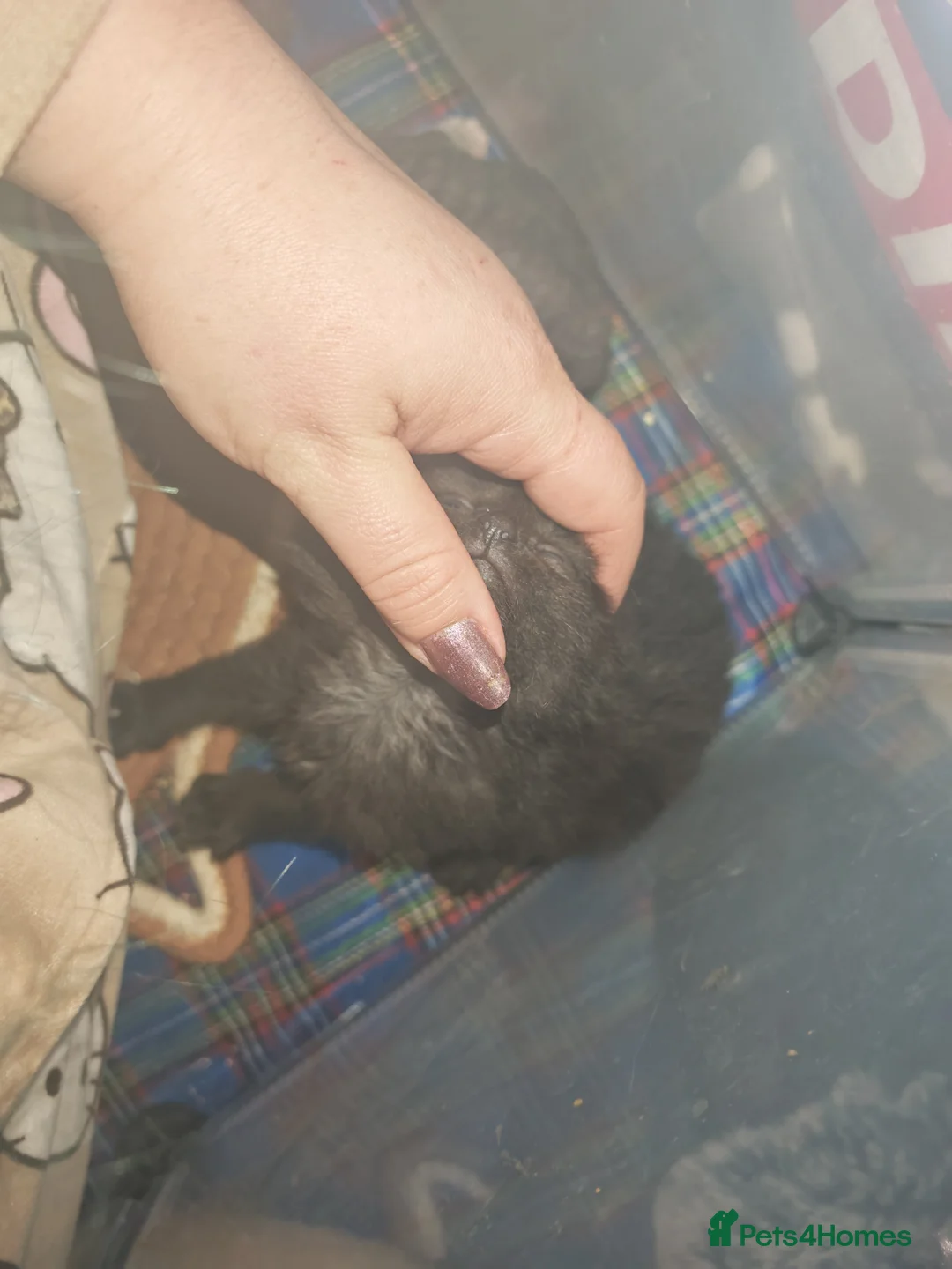 Mixed Breed cats for sale: Beautiful kittens - Advert 2