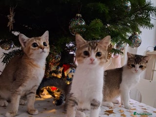 British Shorthair cats British short hair gold - Advert 1