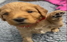Cockapoo dogs for sale: Cockapoo Puppies for Sale - Image 2