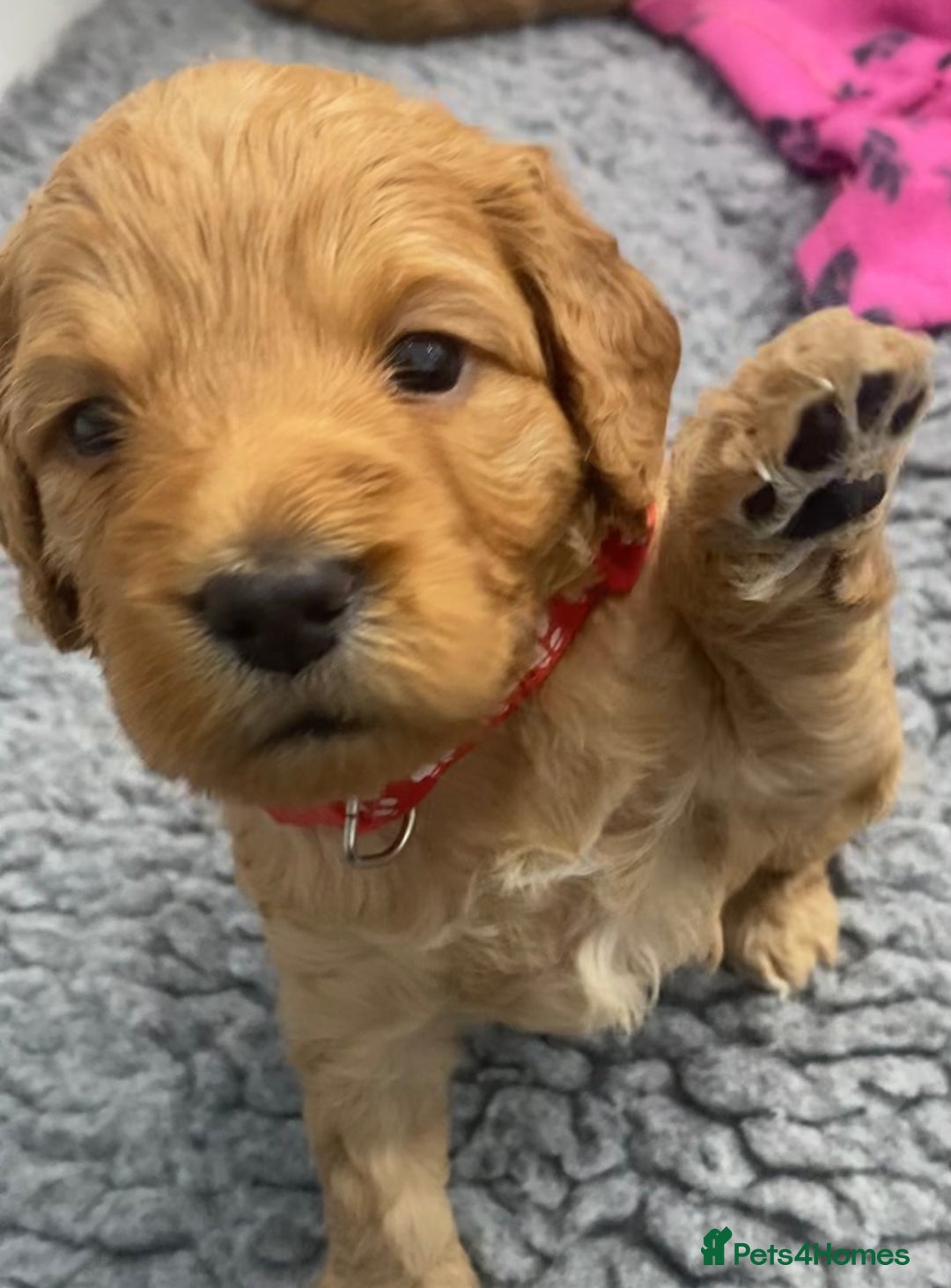 Cockapoo dogs for sale: Cockapoo Puppies for Sale - Image 2