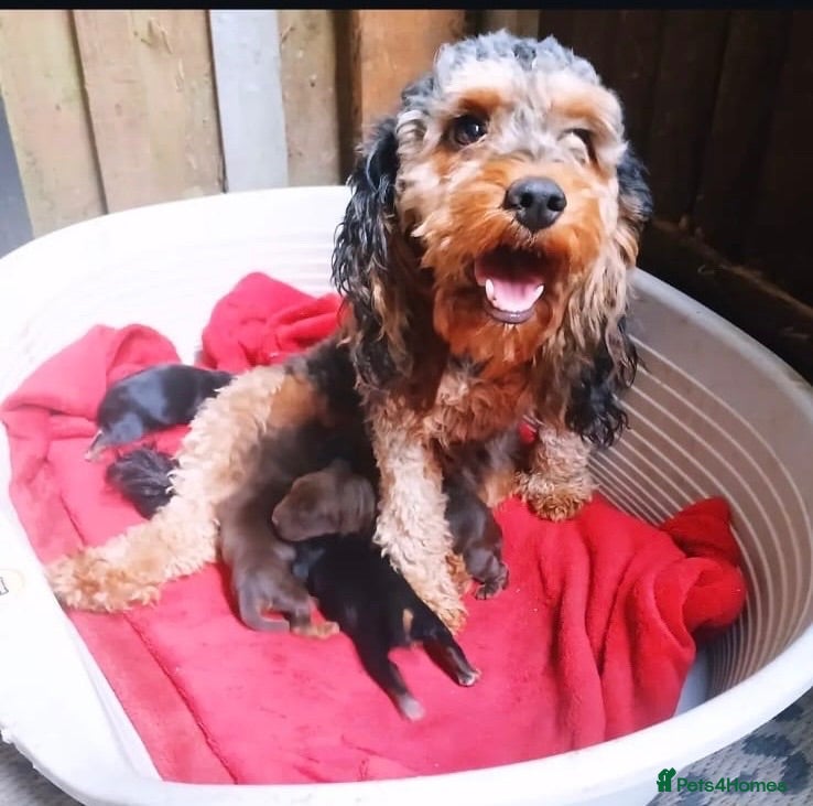 Cockapoo dogs Fb1 puppies  - Advert 1