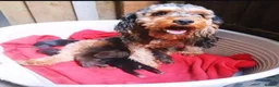 Cockapoo dogs for sale: Fb1 puppies  in Shepperton - Advert 1
