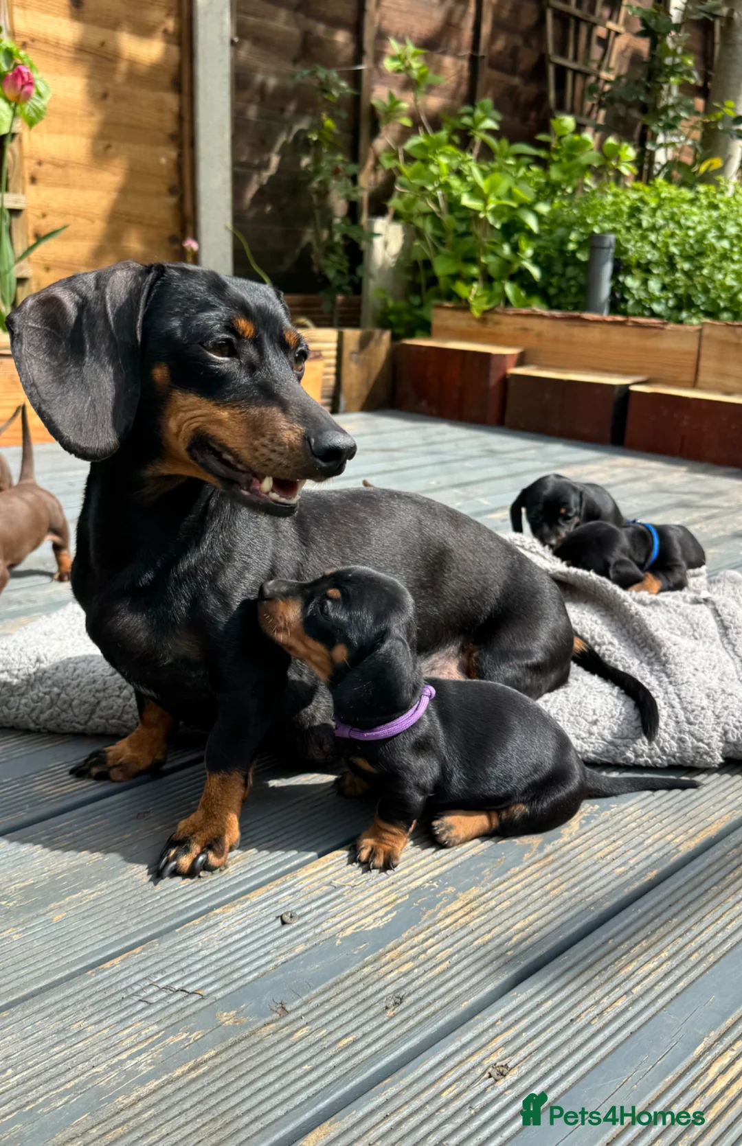 Miniature Dachshund dogs for sale: Beautiful chunky Miniature Dachshunds  - Advert 17