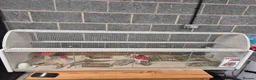 Hamster rodents for sale: Syrian hamster and cage in Sheffield - Advert 16