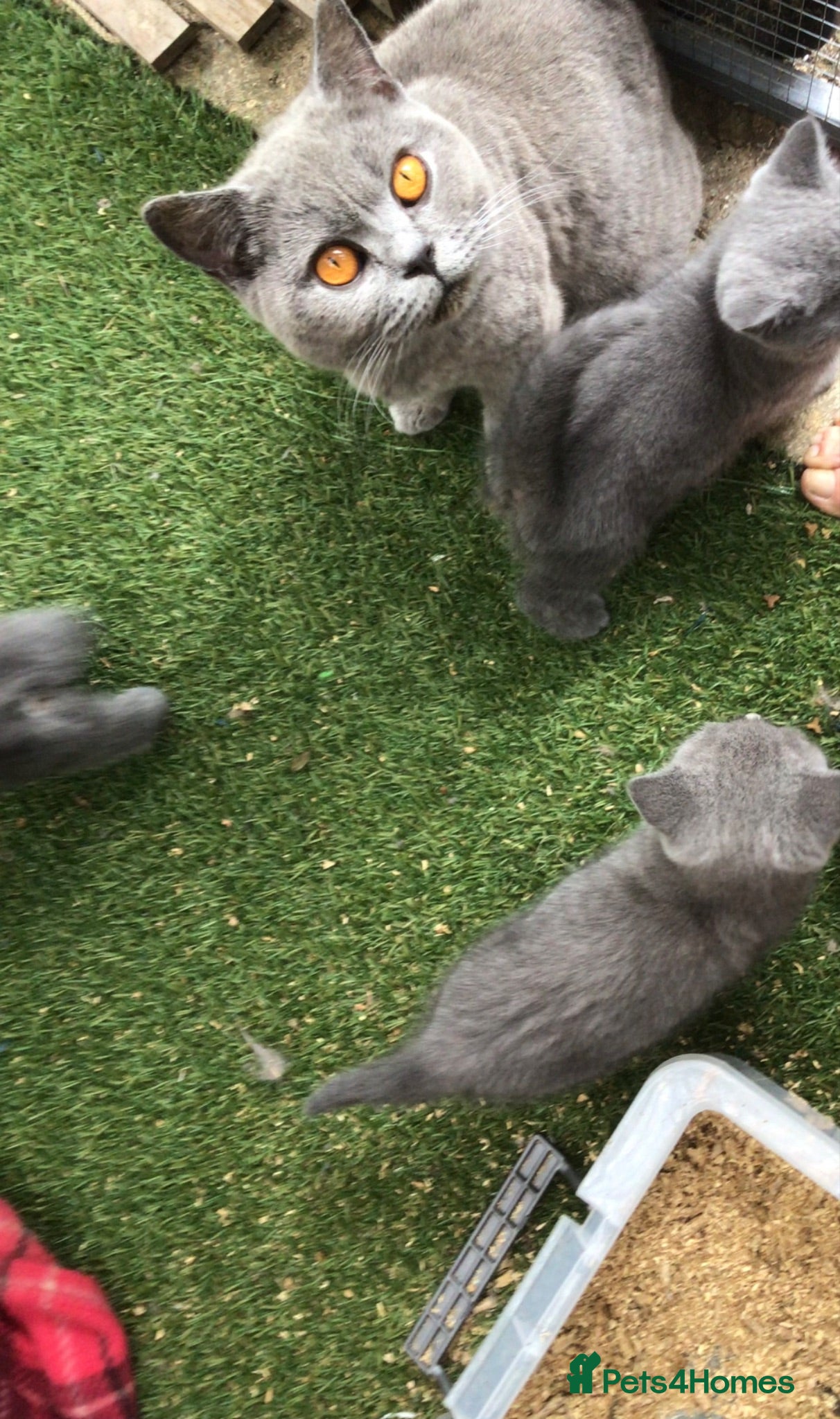 British Shorthair cats Beautiful kittens  - Advert 2