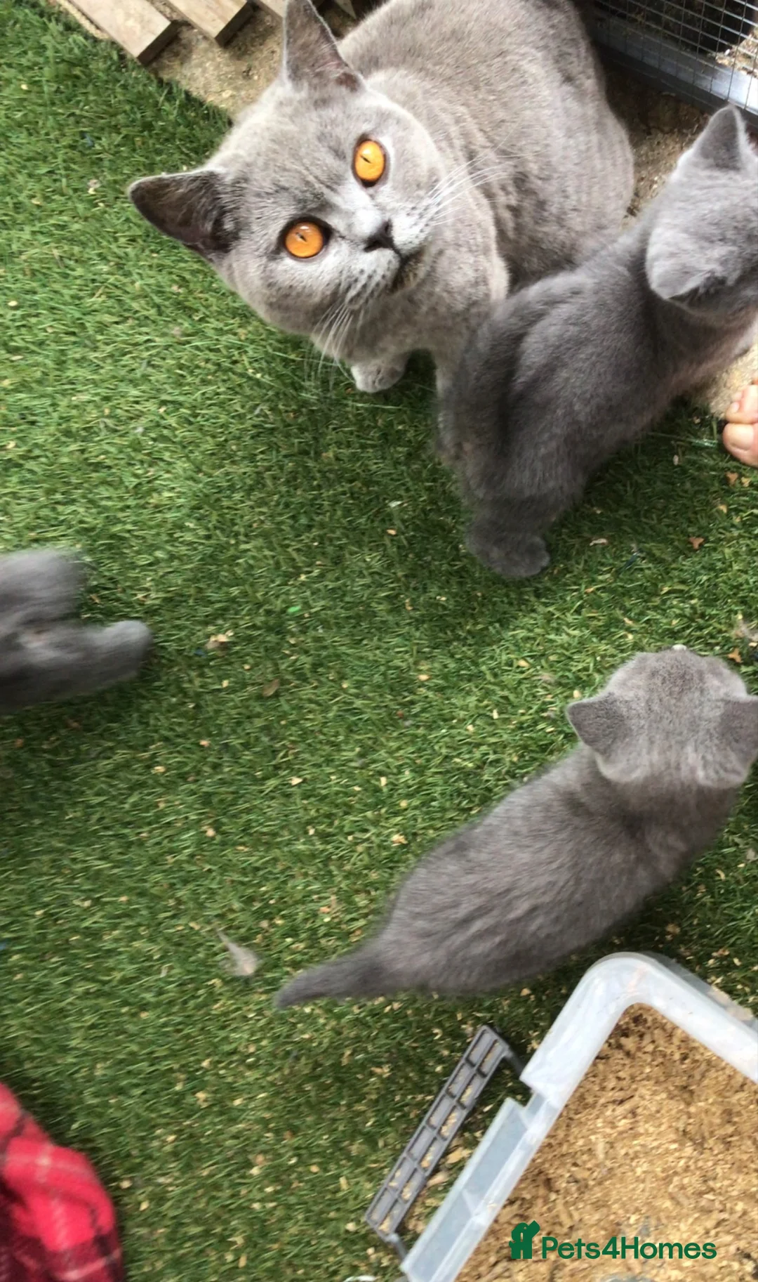 British Shorthair cats for sale: Beautiful kittens  - Advert 1