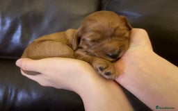 Mixed Breed dogs for sale: Cockapoo/Cavapoo Mix Puppies Available 10 Nov 25 - Image 10