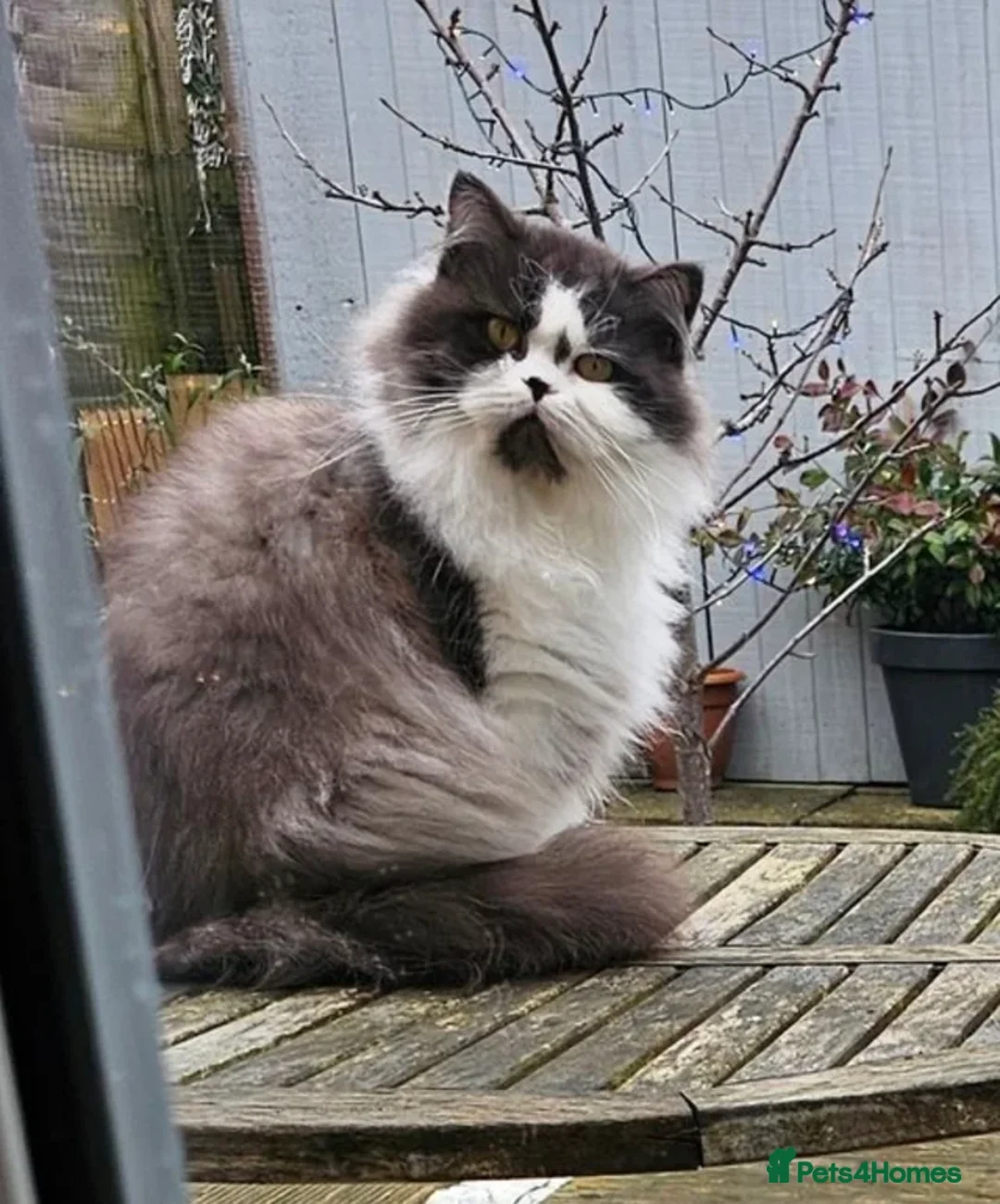 British Shorthair cats for sale: Retired Queen  - Advert 2