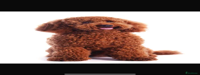 Trevor Junior
