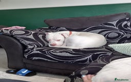 Mixed Breed dogs for sale: Dog for sale to good home - Image 1