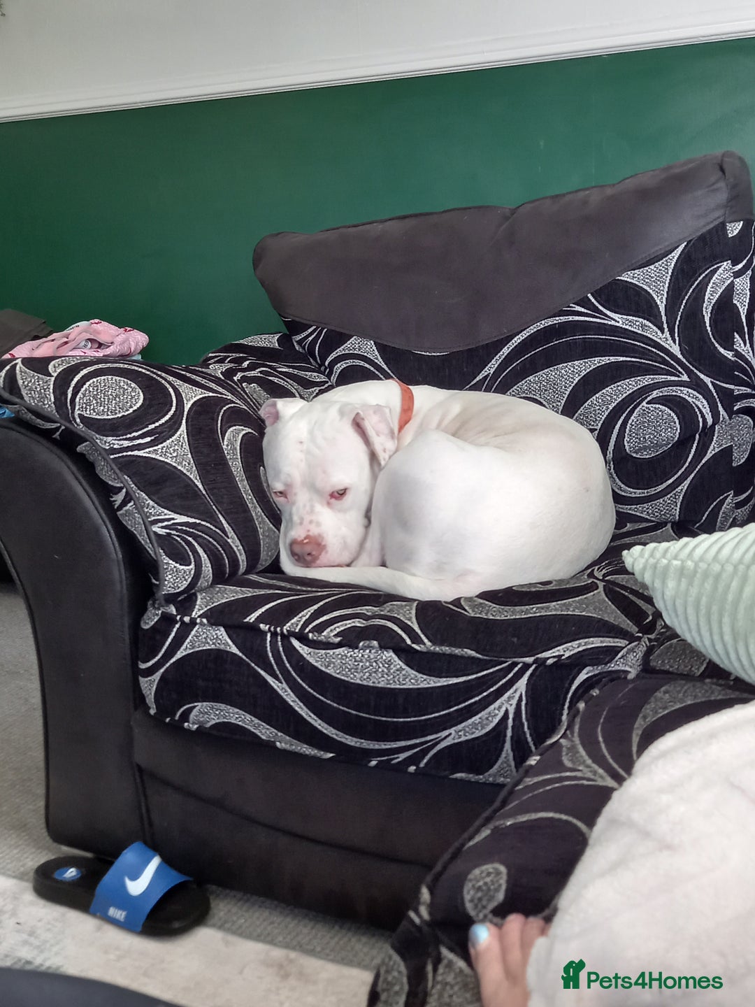 Mixed Breed dogs for sale: Dog for sale to good home - Image 1