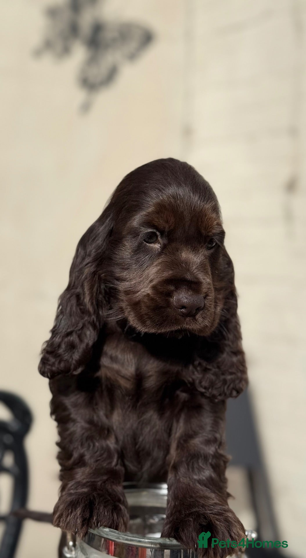 Cocker Spaniel dogs Show type cocker spaniels - Advert 1