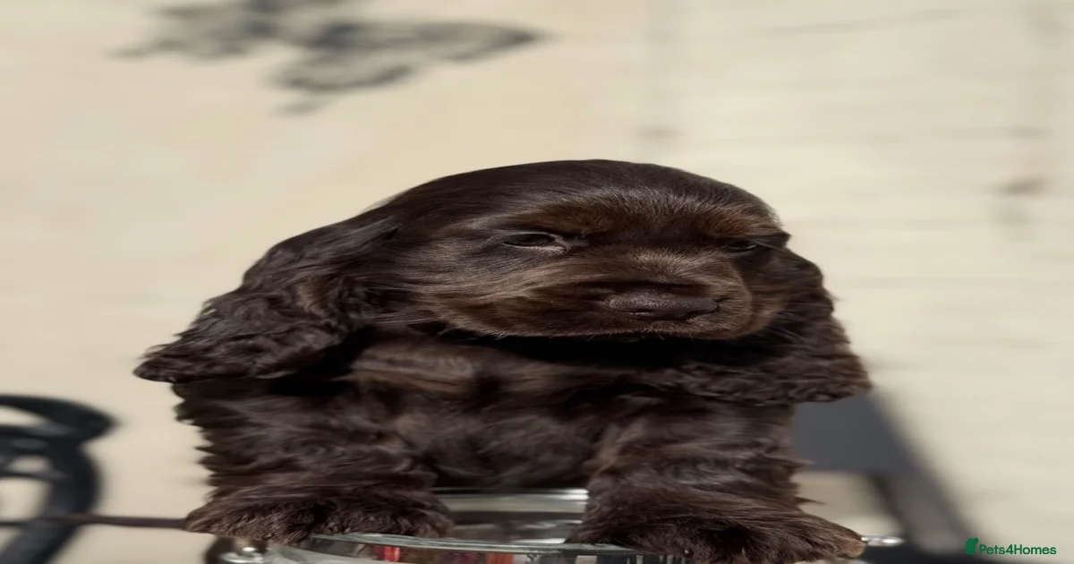 Cocker spaniels Puppies for sale | Pets4Homes