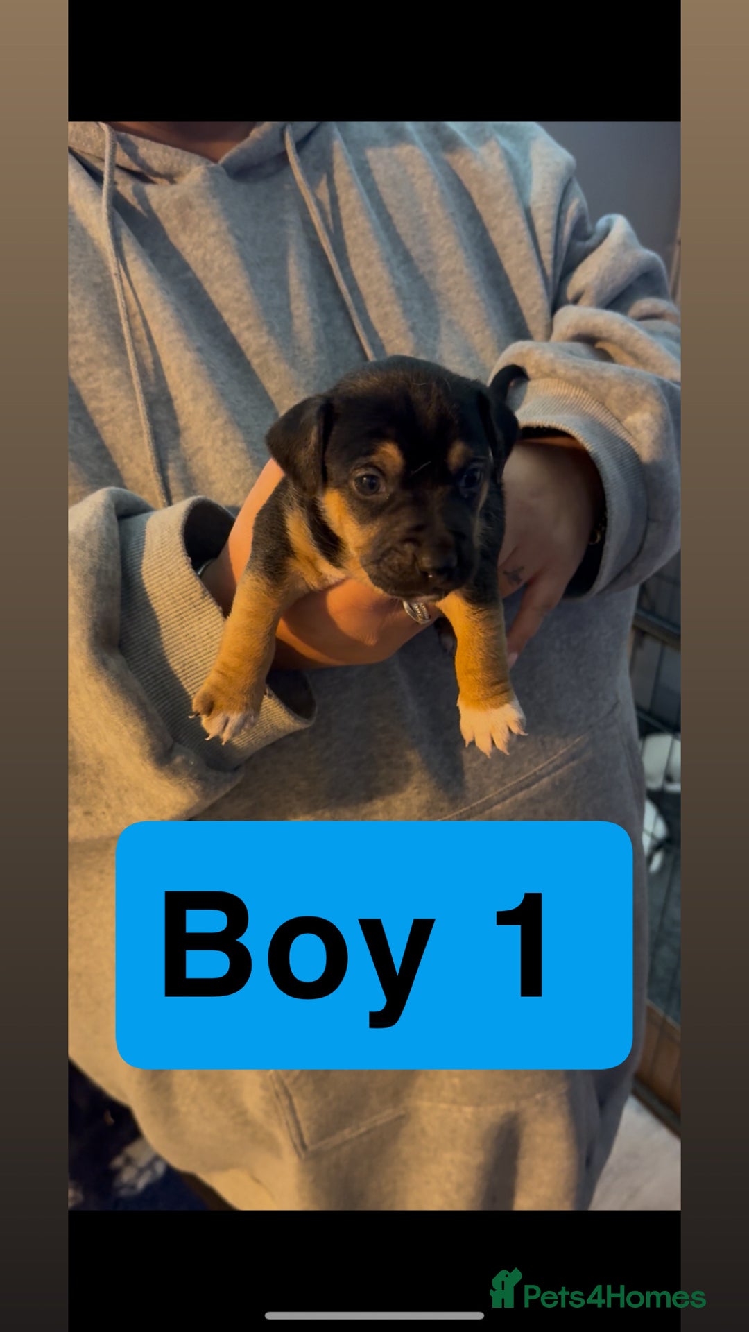 Jack Russell dogs for sale: Jack Russell puppy’s  - Image 6