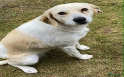 Mixed Breed dogs for adoption: Cheeky pup Zippy - Joyful, playful and loyal - Image 9