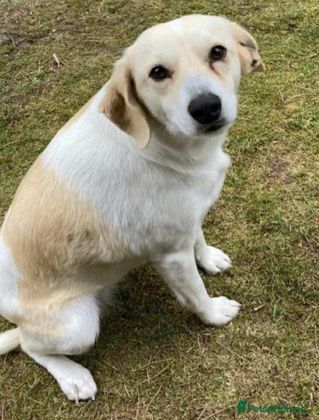 Mixed Breed dogs for adoption: Cheeky pup Zippy - Joyful, playful and loyal - Image 9