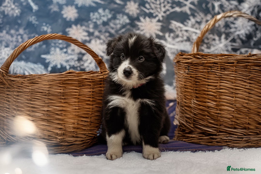 Border Collie dogs for sale: ❗️5⭐️ KC DNA tested champions LAST❗️border collie  - Advert 28