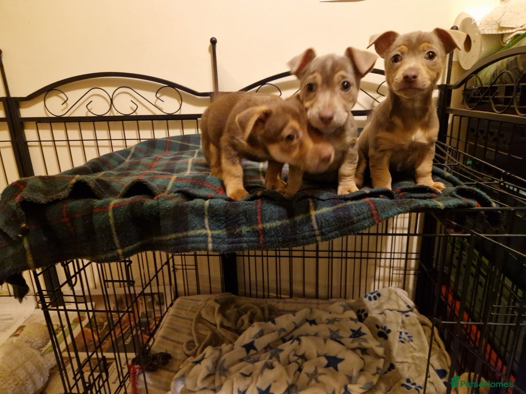 Jack Russell dogs for sale: For Sale Adorable Jack Russell Puppies  - Advert 5