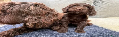 Cockapoo 1