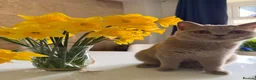 British Shorthair cats for sale: Ready to leave stunning kittens  - Advert 15