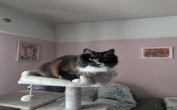 Mixed Breed cats for sale: 2 bothers. - Image 5