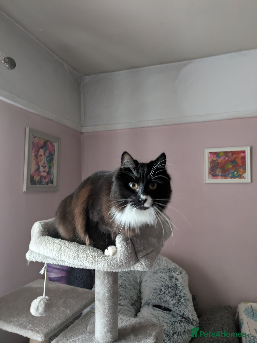 Mixed Breed cats for sale: 2 bothers. - Image 5