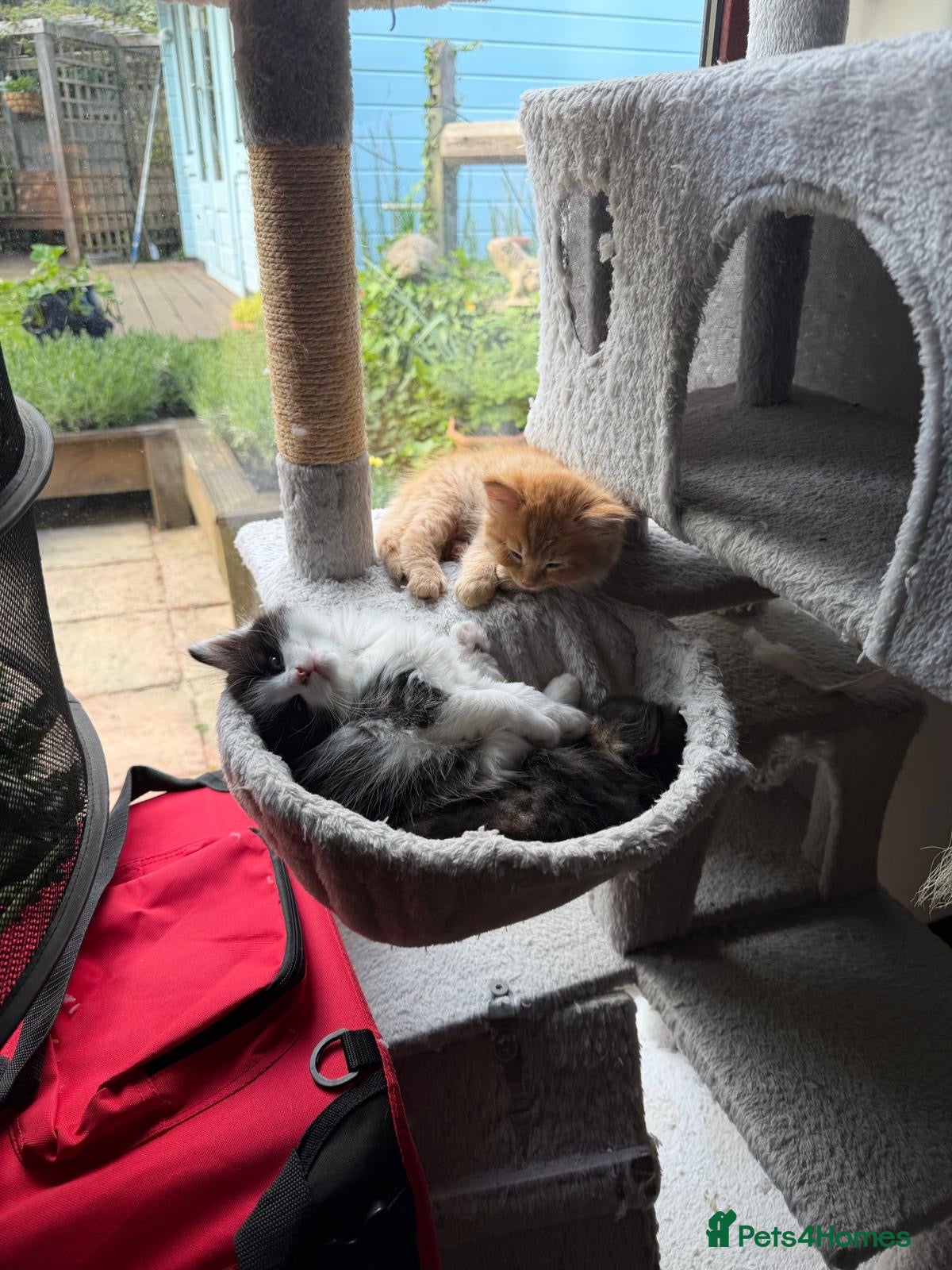 Mixed Breed cats Stunning playful healthy cuddly 5 kittens  - Advert 2