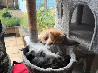 Mixed Breed cats Stunning playful healthy cuddly 5 kittens - Advert 2