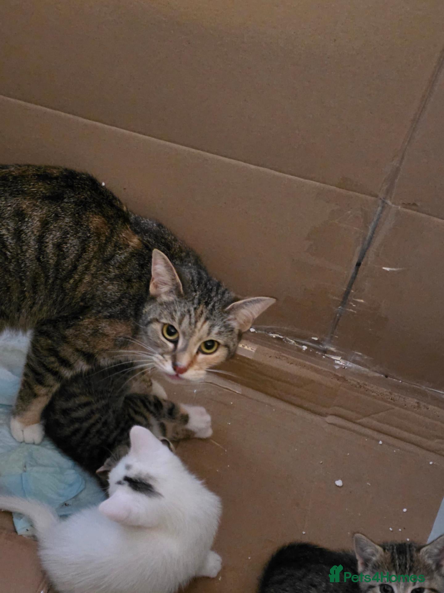 Mixed Breed cats 3 female kittens - Advert 2