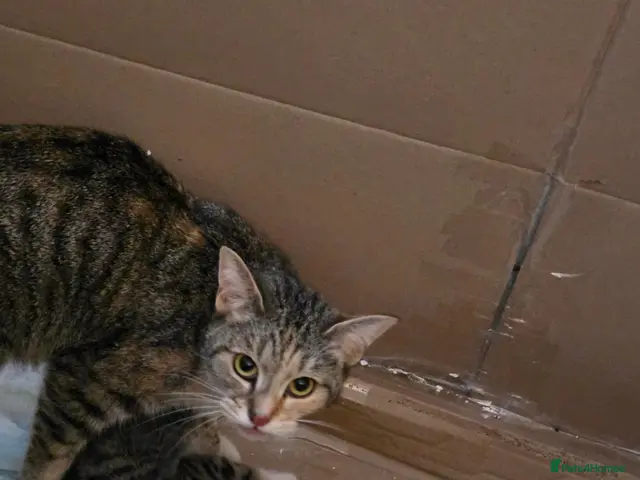 Mixed Breed cats for sale: 3 female kittens - Advert 3