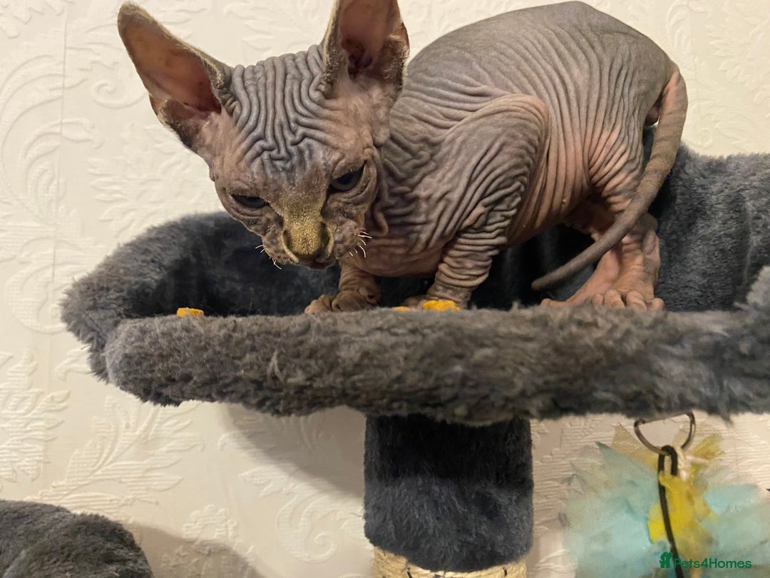 Sphynx cats for sale: Sphynx kittens  - Image 3