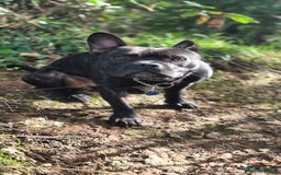 Mixed Breed dogs for sale: Male Fraffie For Sale - Image 2