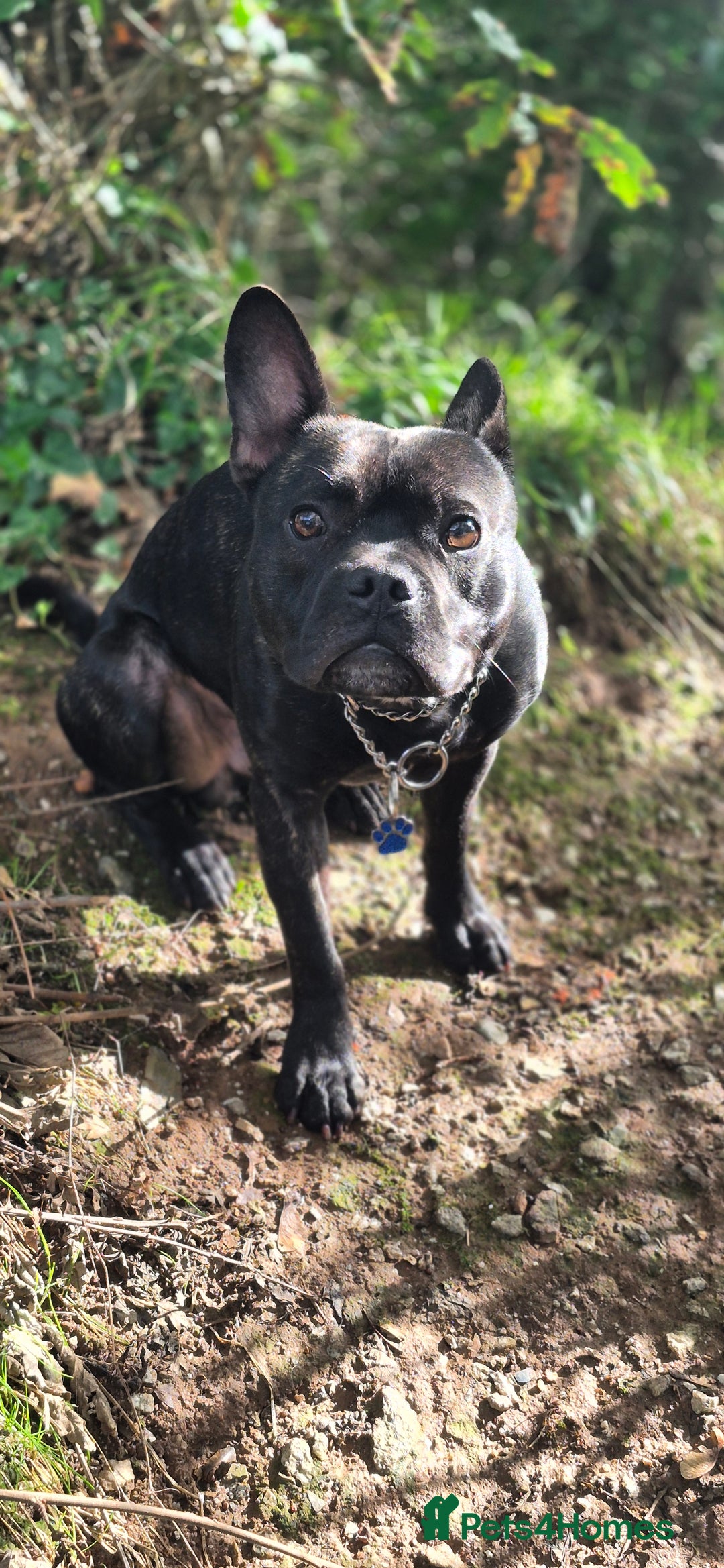 Mixed Breed dogs for sale: Male Fraffie For Sale - Image 2