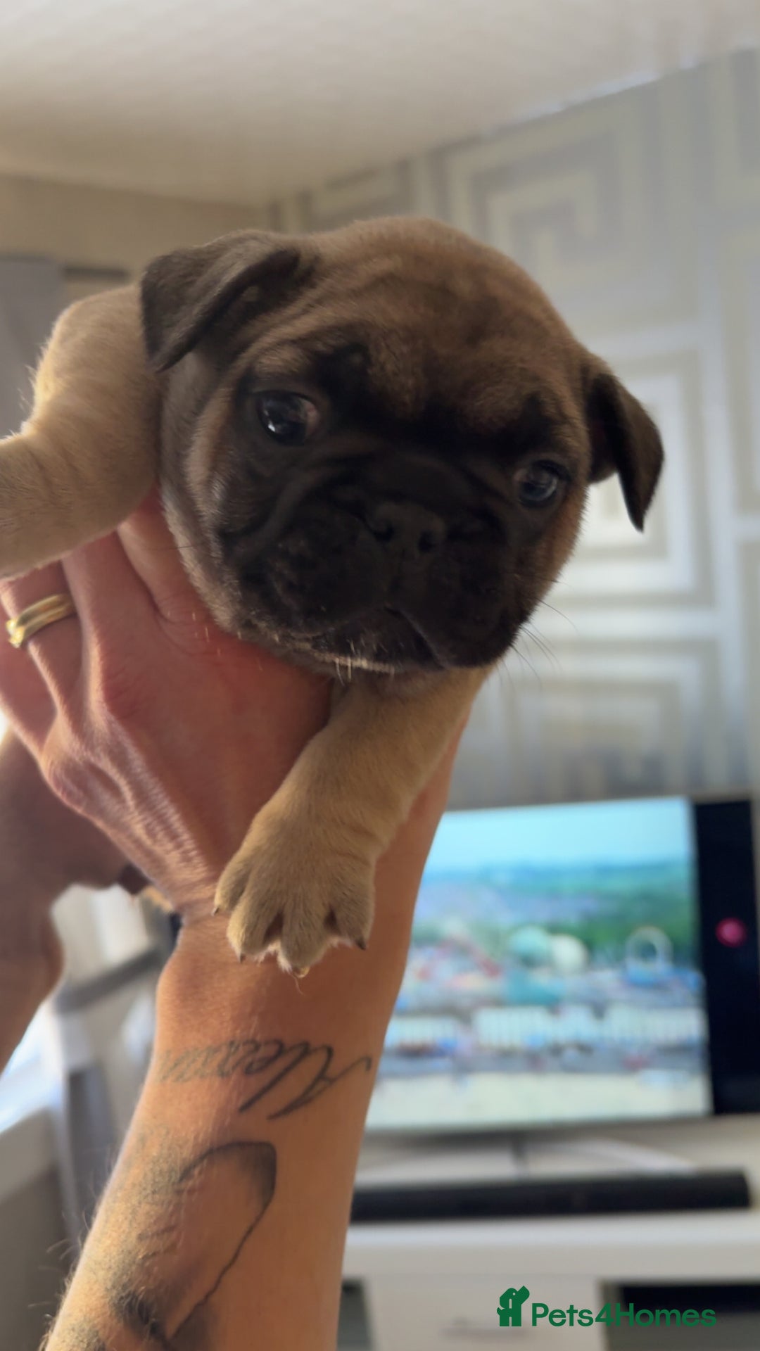 French Bulldog dogs for sale: Frenchies  - Advert 7