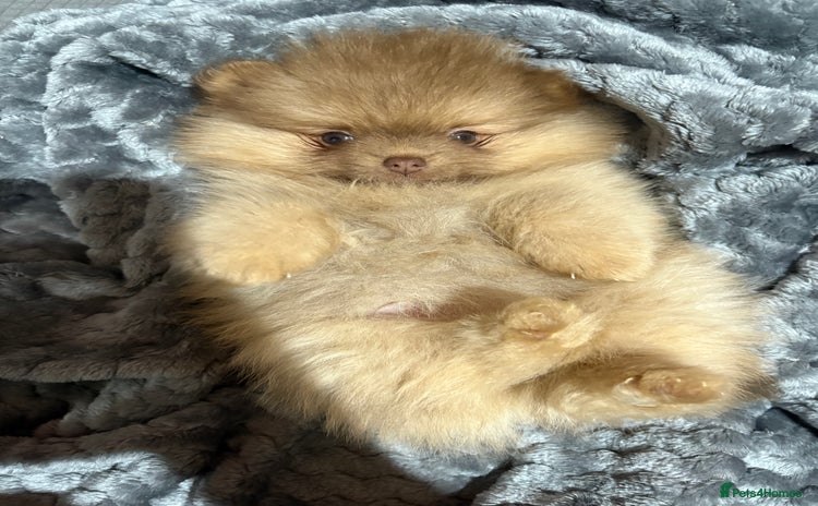 Pomeranian dogs Lavender/lilac/chocolate/tan pomeranians - Advert 3