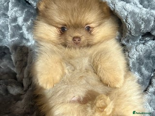 Pomeranian dogs Lavender/lilac/chocolate/tan pomeranians - Advert 19