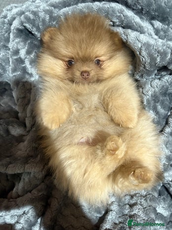 Pomeranian dogs Lavender/lilac/chocolate/tan pomeranians - Advert 3