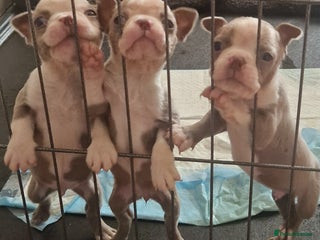 Boston Terrier dogs Beautiful Boston terrier puppies for sale - Advert 4