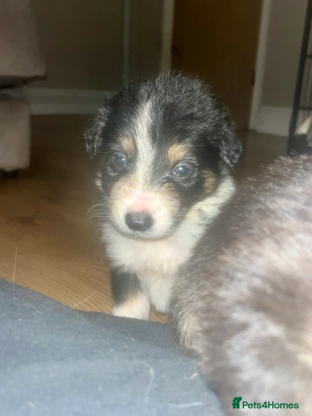 Border Collie dogs for sale: 6 beautiful tri border collie pups for sale  - Advert 14