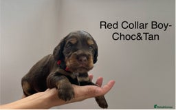 Cocker Spaniel dogs for sale: Beautiful Cocker Spaniel Puppies  - Image 3