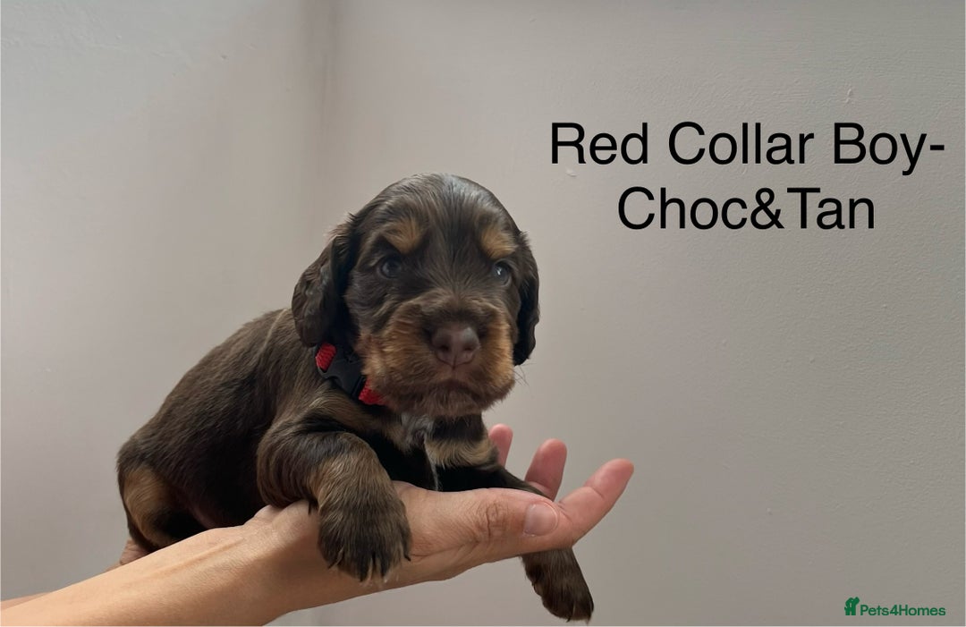 Cocker Spaniel dogs for sale: Beautiful Cocker Spaniel Puppies  - Image 3
