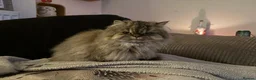 Mixed Breed cats for sale: Diddle  - Advert 3