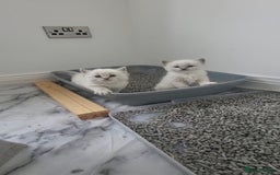 Ragdoll cats for sale: HCM/PKD clear ragdoll boys - Image 5