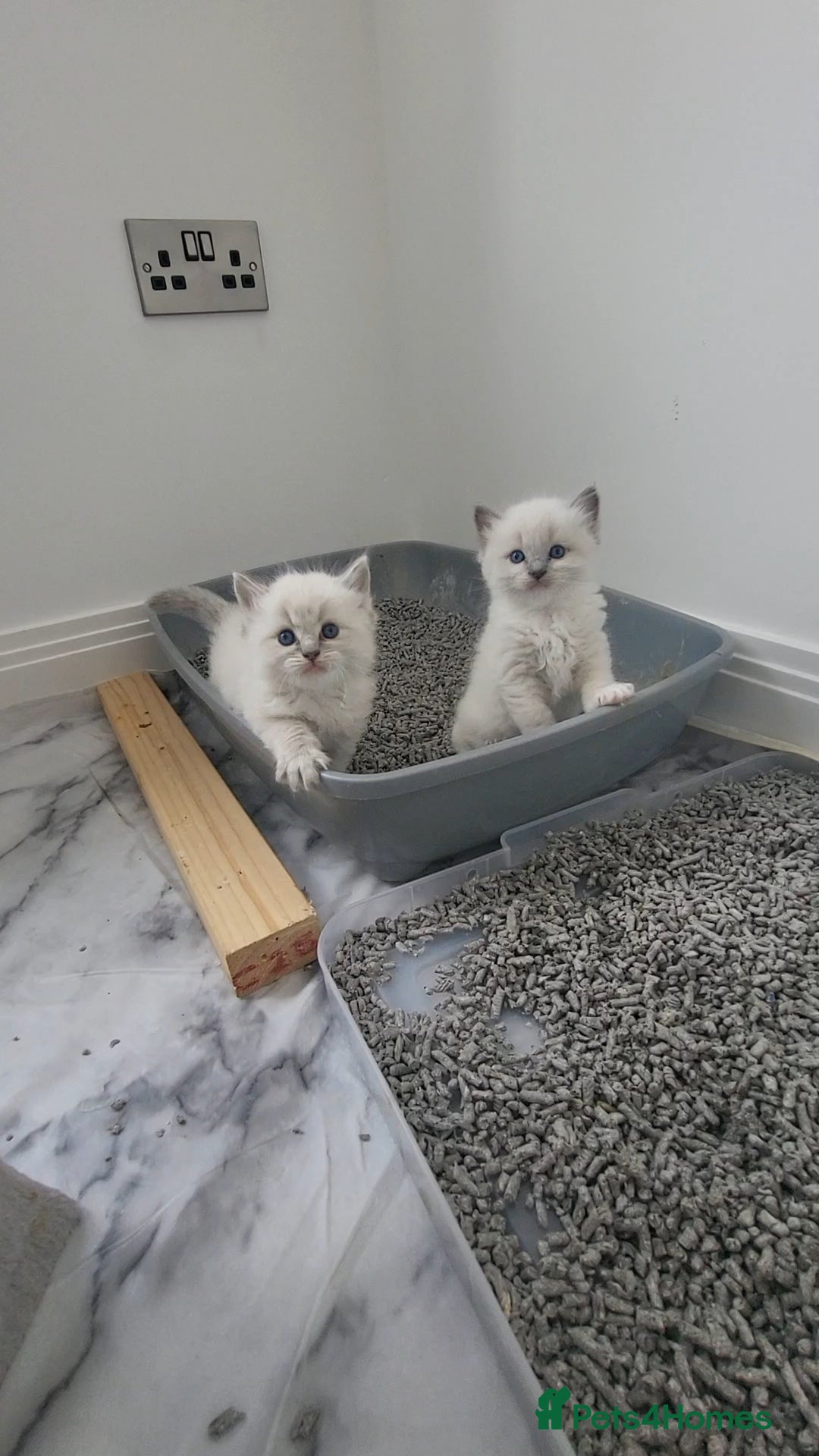 Ragdoll cats for sale: HCM/PKD clear ragdoll boys - Image 5