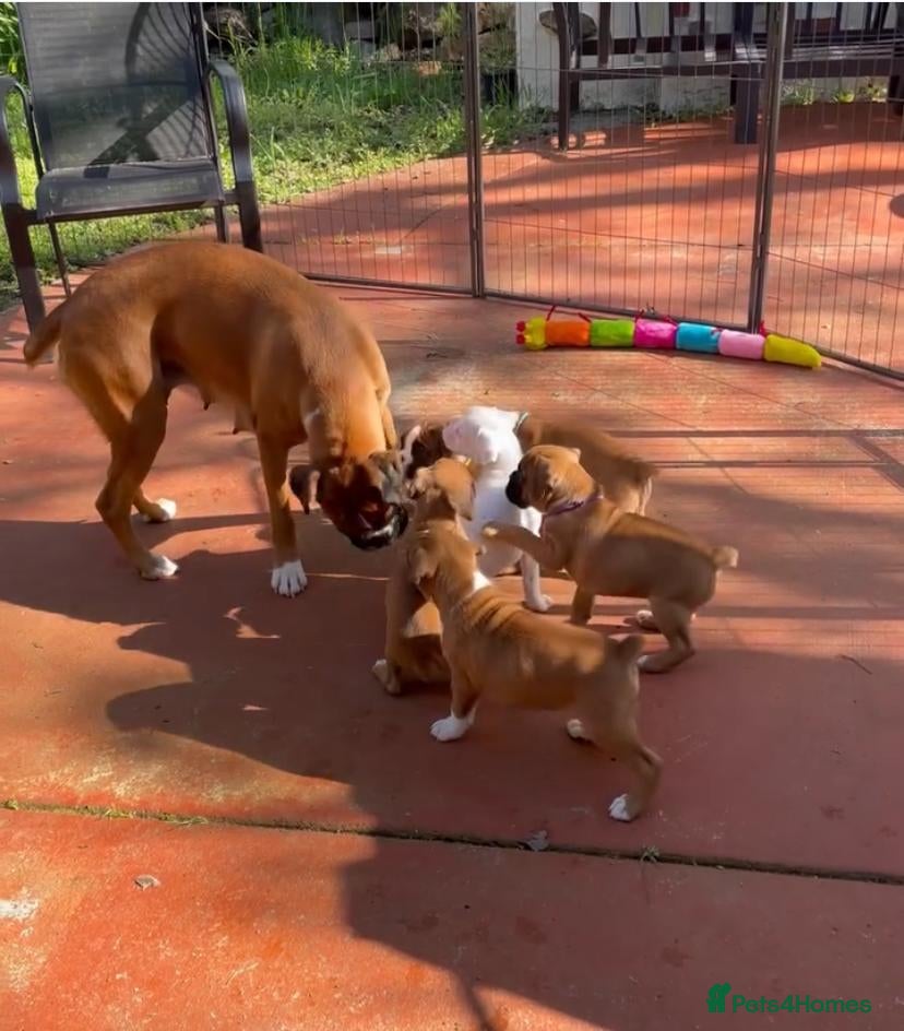 Boxer dogs Bobtail boxer puppies - Advert 1