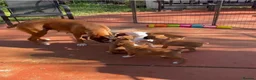 Boxer dogs for sale: Bobtail boxer puppies - Advert 1