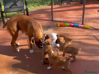 Boxer dogs Bobtail boxer puppies - Advert 1