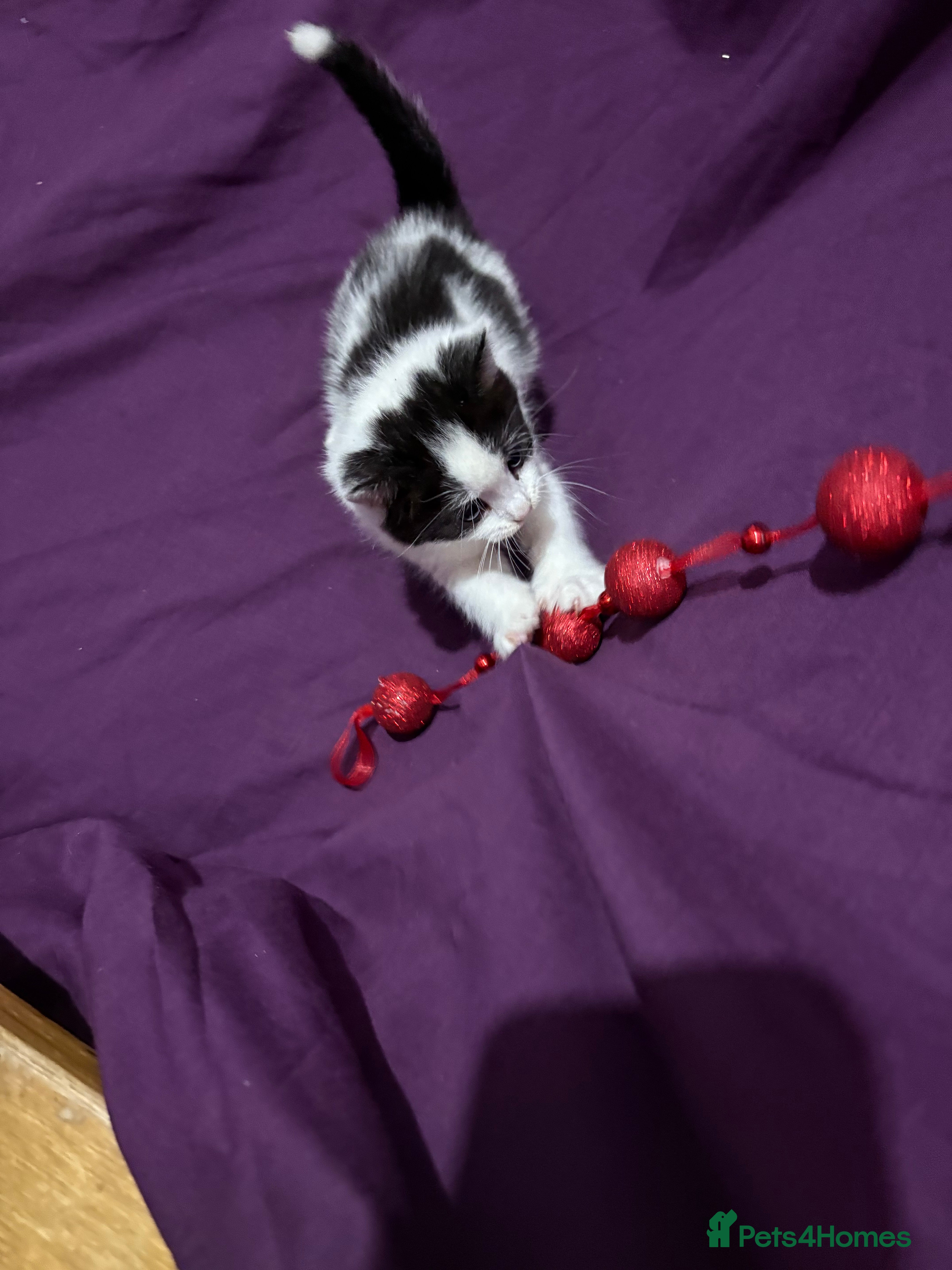 Mixed Breed cats Beautiful kittens - Advert 1