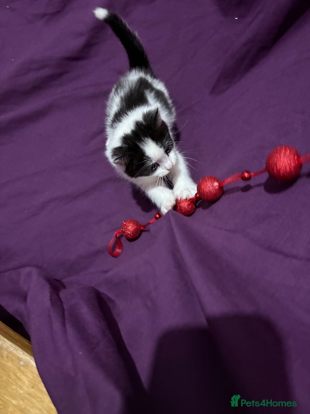 Mixed Breed cats for sale: Beautiful kittens - Advert 1