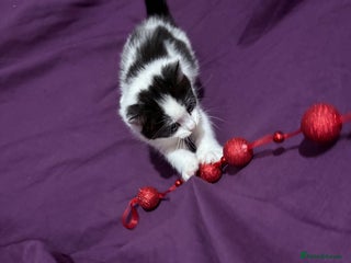 Mixed Breed cats Beautiful kittens - Advert 1